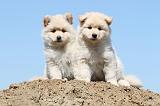 CHIEN FINNOIS DE LAPONIE 549